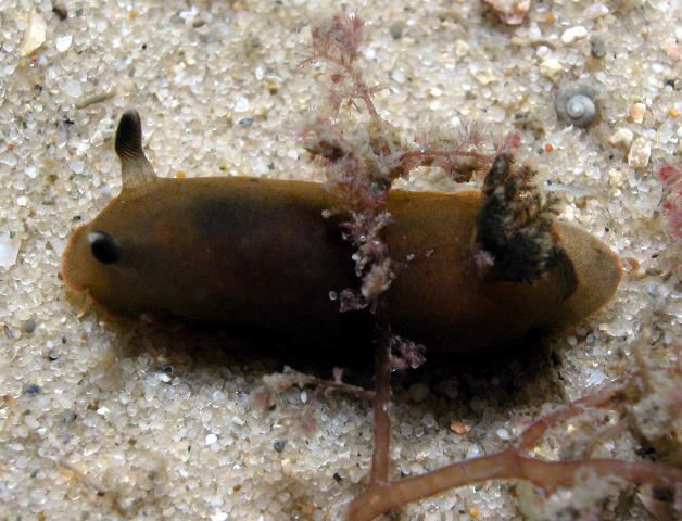 Dendrodoris nigra